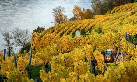 WEINLESE– GANZ SCHÖN STEIL